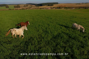 OS ARAGANOS   HERANÇAS 1984.00_00_52_02.Quadro003_c375ec1e77e8ed359c5f044e7b44833c0a97f108.jpg